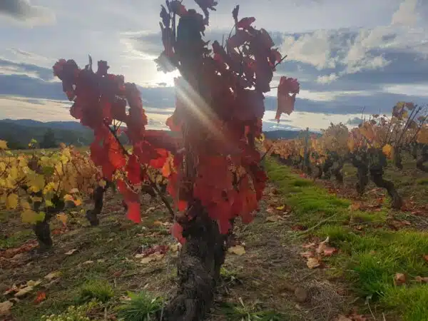 beaujolais wine tour