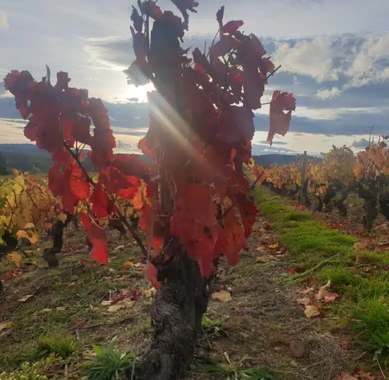 beaujolais wine tour
