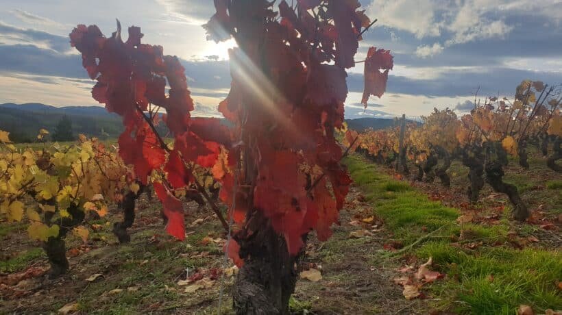 beaujolais wine tour