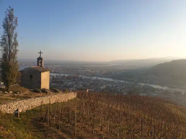 cotes rôties Condrieu hermitage wine tour