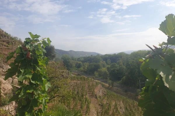 vignes