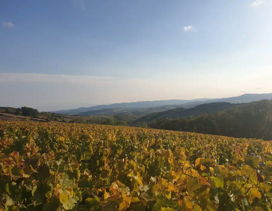 beaujolais wine tour