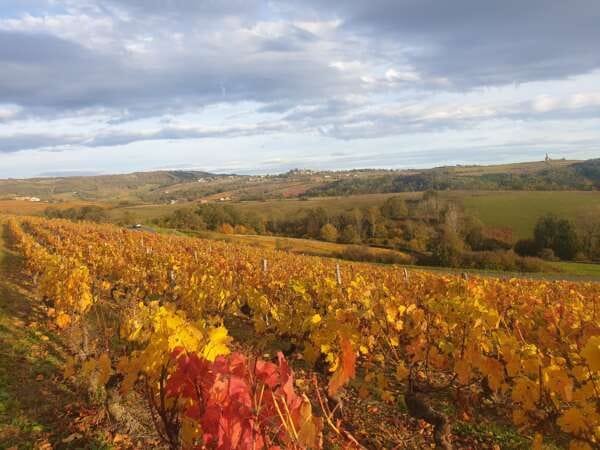 Castles and wines in Beaujolais - Full Day - Image 4