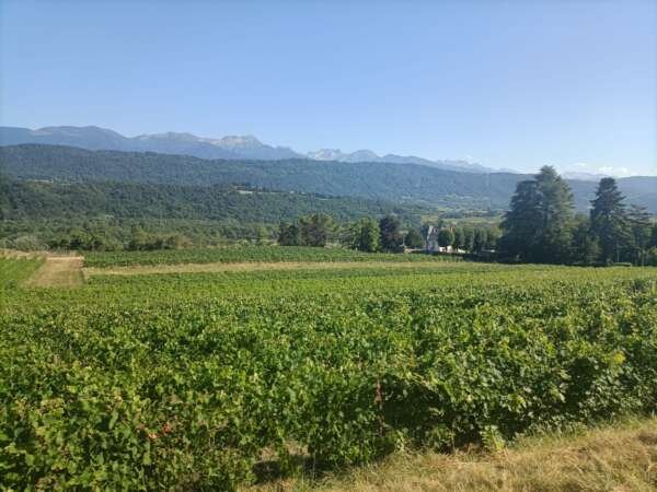 French Alps wines of Savoie - Half Day - Image 4