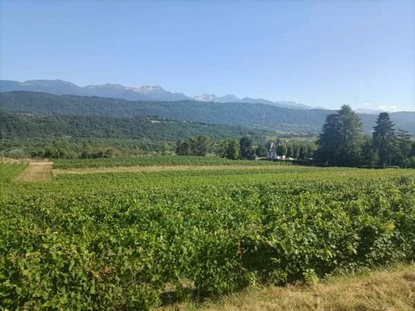 French Alps wines of Savoie - Half Day – Image 4