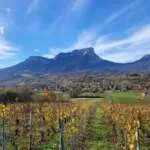 French Alps wines of Savoie - Half Day