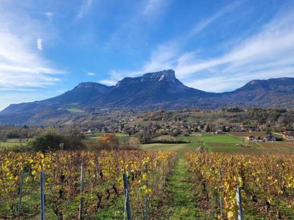 French Alps wines of Savoie - Half Day