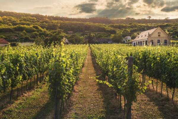 Burgundy Côtes de Beaune & Côtes de Nuits - Full Day – Image 8