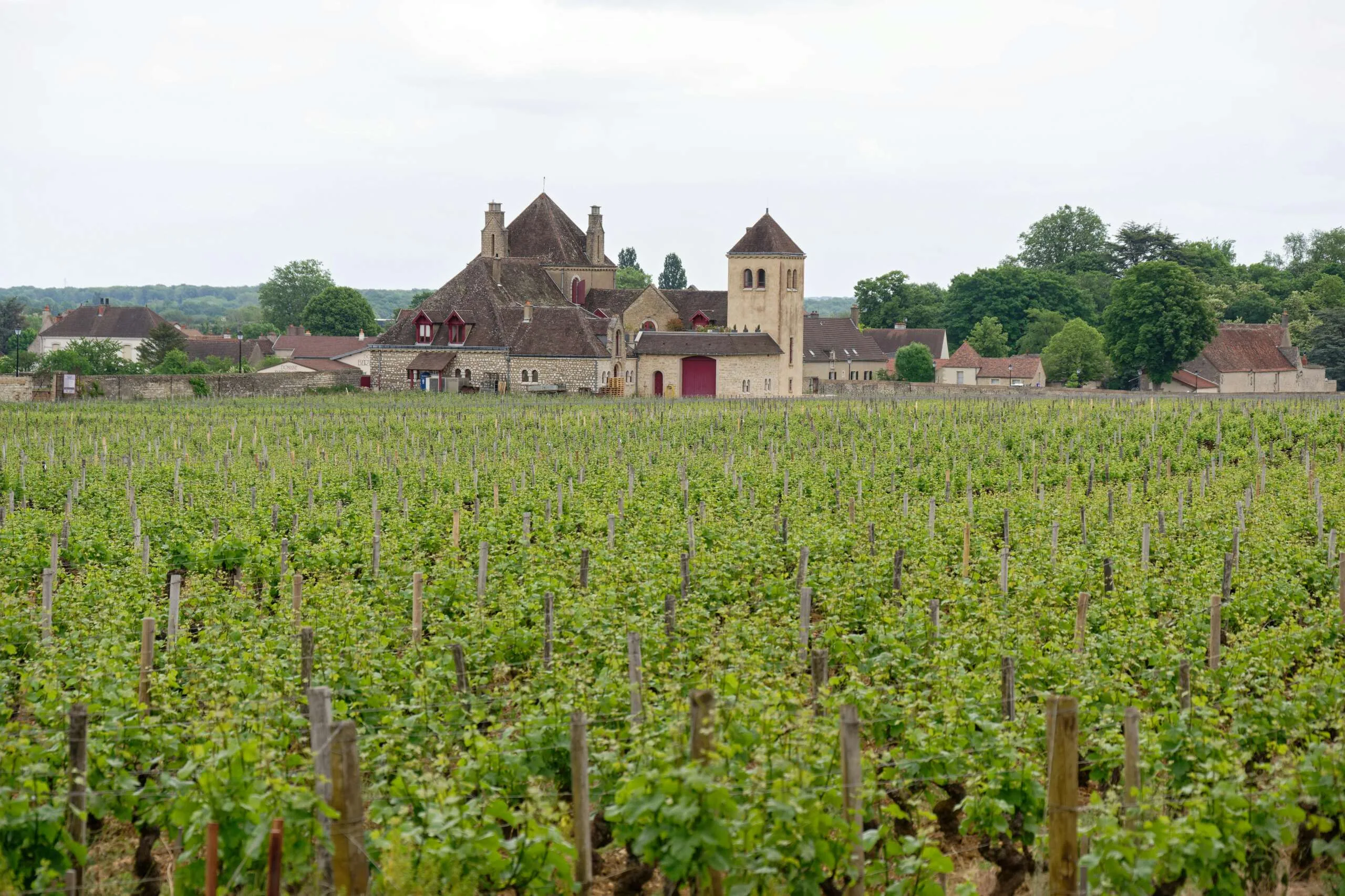 Beaujolais Crus and Macon Wine tour - Half day - Image 13