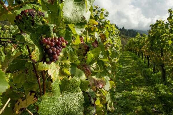 Burgundy Côtes de Beaune & Côtes de Nuits - Full Day – Image 6