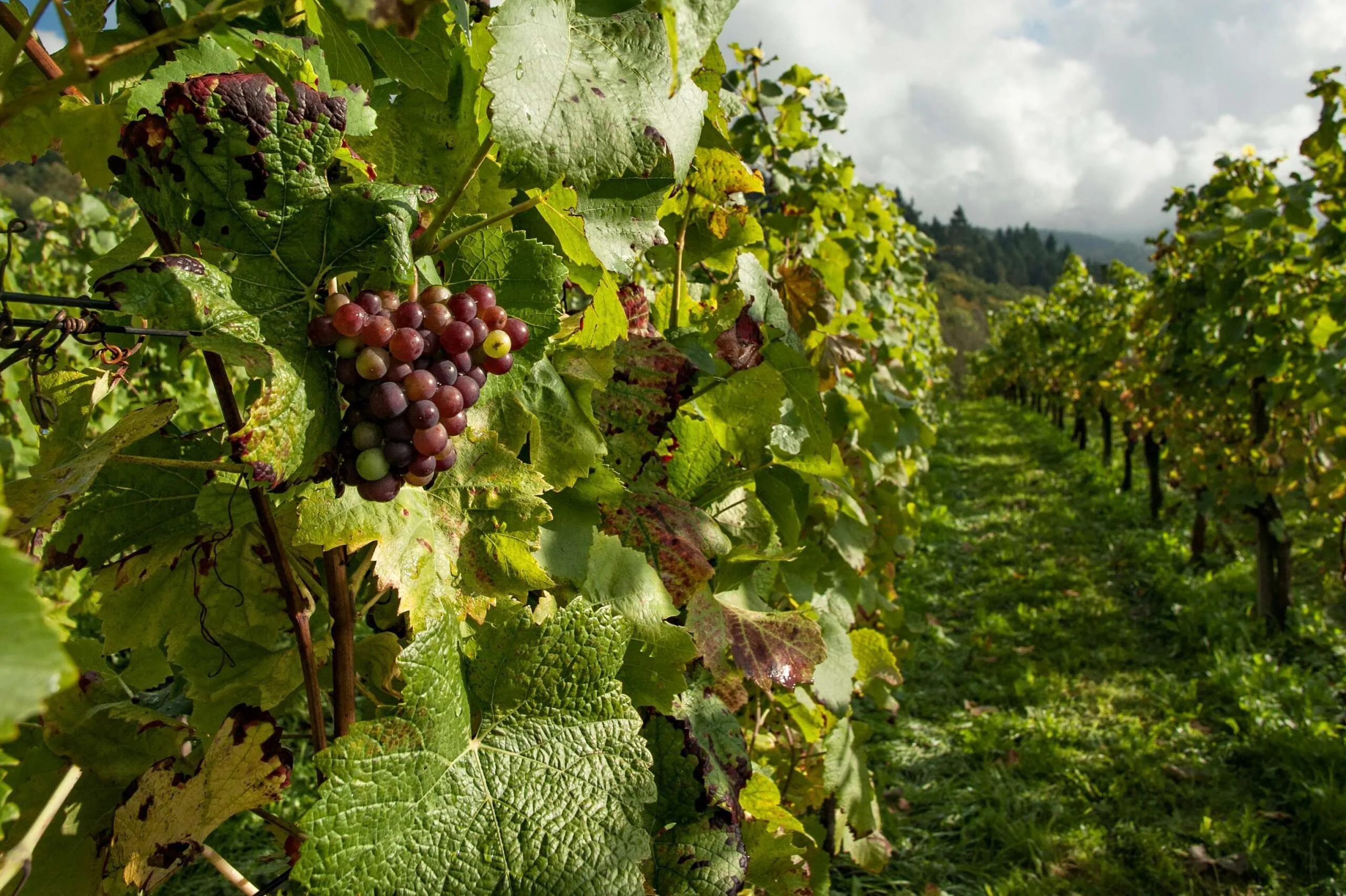 Beaujolais Crus and Macon Wine tour - Half day - Image 14