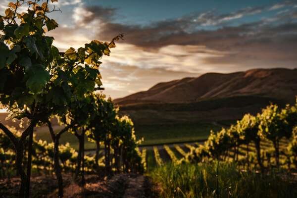 Burgundy Côtes de Beaune & Côtes de Nuits - Full Day – Image 3