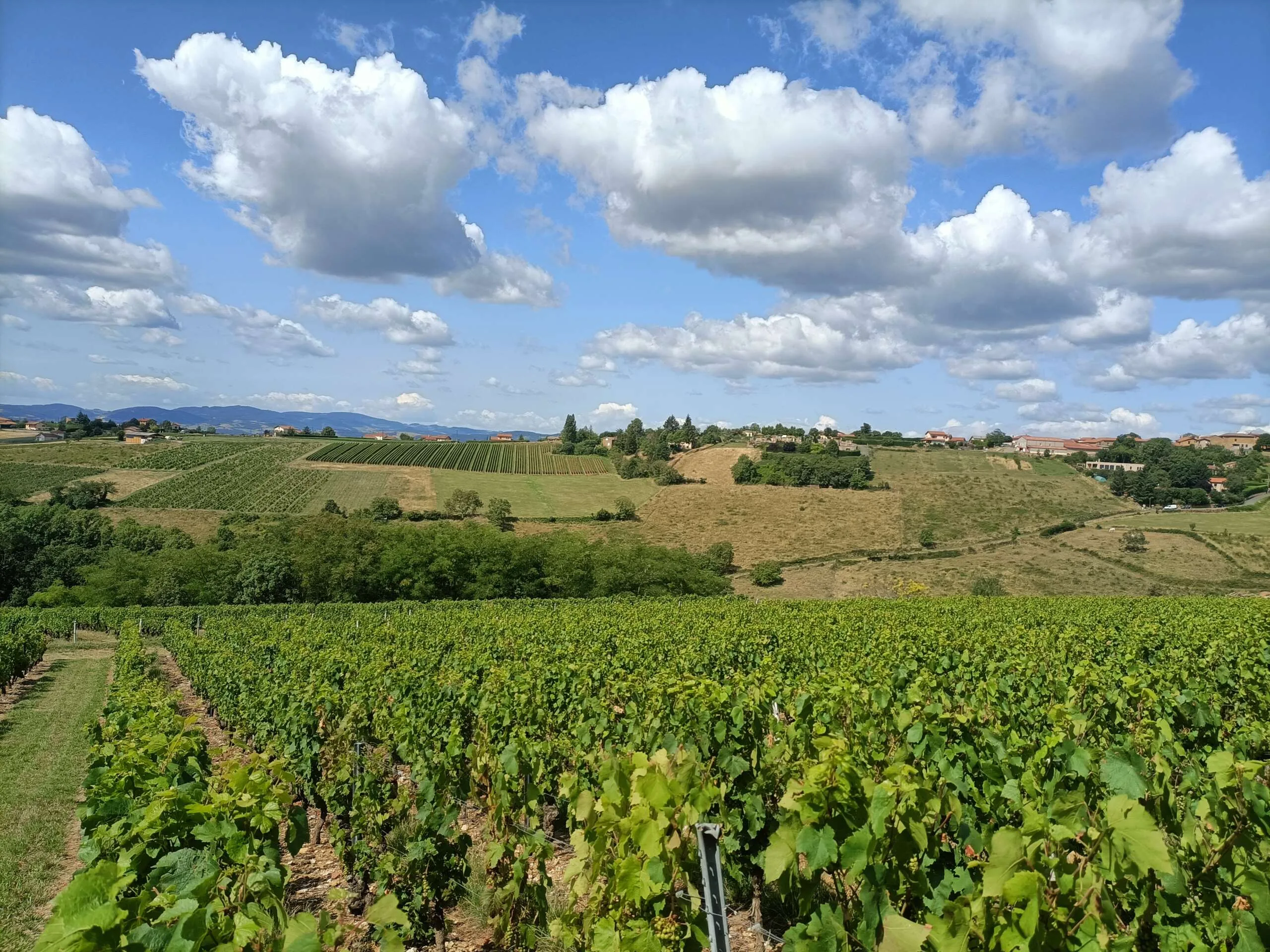 Beaujolais Wine Tour - Full Day - Image 5