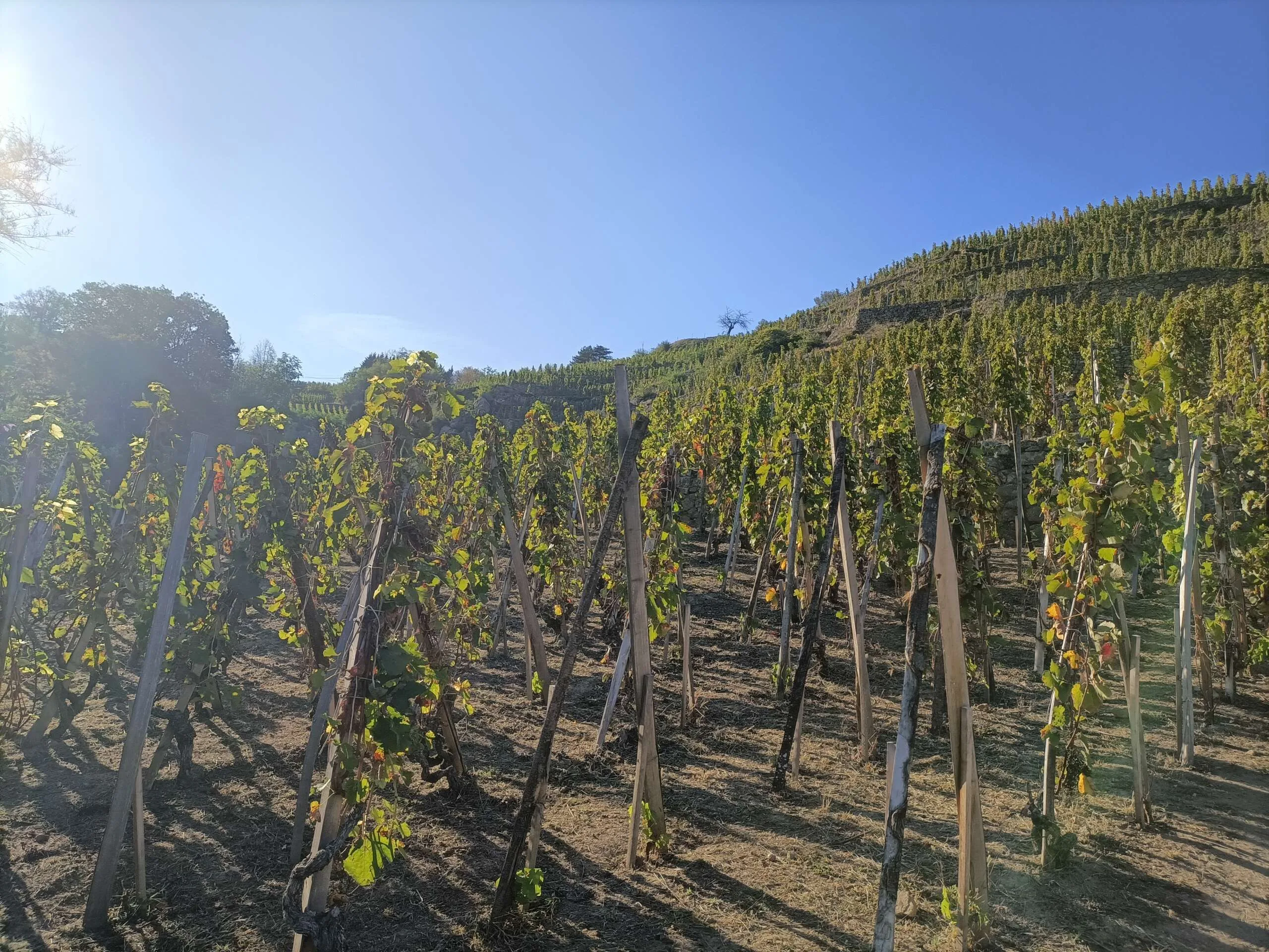 Northern Rhone Wine Tour - Full day - Image 5